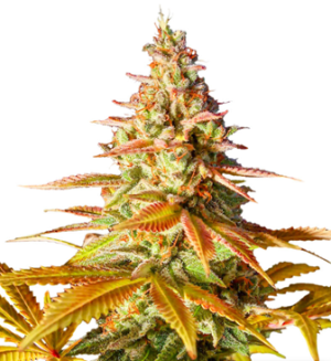 1727260040166.png 1727260040166.png