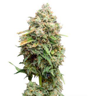 1727260044830.png 1727260044830.png