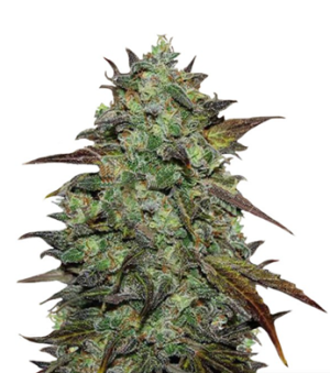 1727260048554.png 1727260048554.png