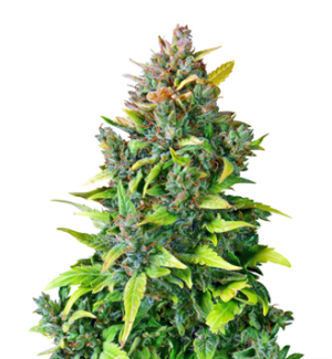 1727781010313.png 1727781010313.png