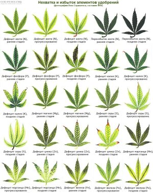 трабл2.jpg трабл2.jpg