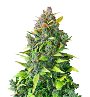 1727875077692.png 1727875077692.png