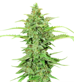 1727875085289.png 1727875085289.png