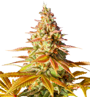 1727969378870.png 1727969378870.png