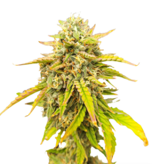 1727974425122.png 1727974425122.png