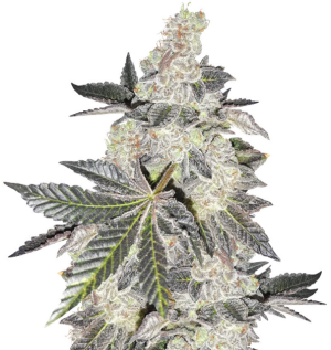 1728407214022.png 1728407214022.png