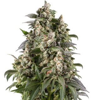 1728497525629.png 1728497525629.png