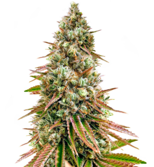 1728497630285.png 1728497630285.png