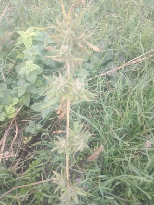 IMG_20241010_154211.jpg IMG_20241010_154211.jpg