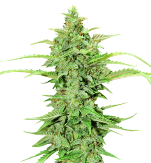 1728731560891.png 1728731560891.png