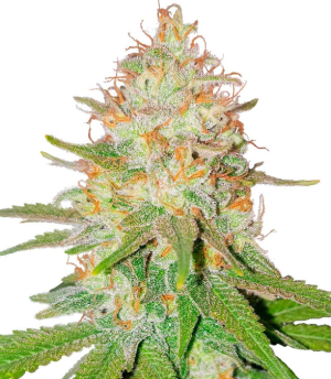 1728833056129.png 1728833056129.png