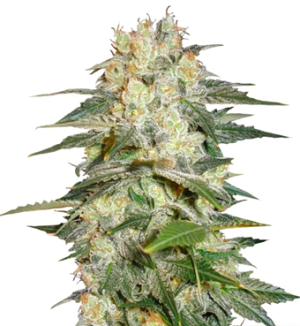 1728840367711.png 1728840367711.png