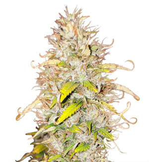 1728842759561.png 1728842759561.png