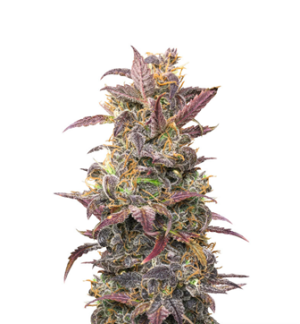 1728842775517.png 1728842775517.png