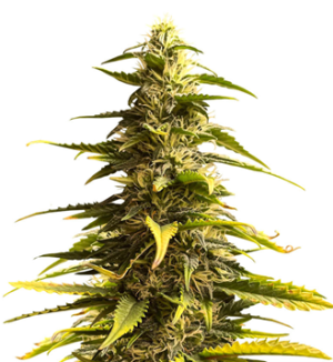 1728842790477.png 1728842790477.png