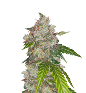 1728903292749.png 1728903292749.png