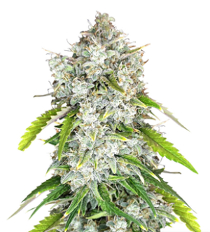 1728903316739.png 1728903316739.png