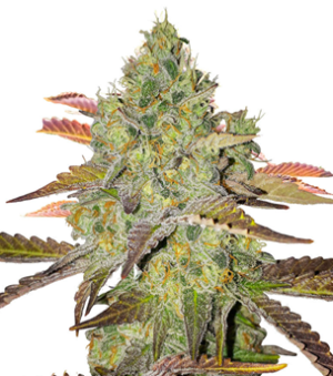 1728903325968.png 1728903325968.png