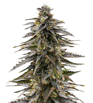 1728903330140.png 1728903330140.png