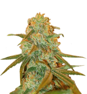 1728980362627.png 1728980362627.png