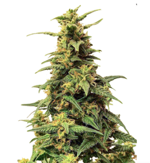 1728980370154.png 1728980370154.png