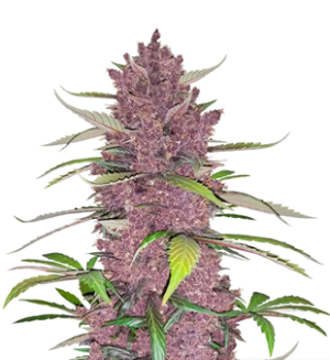 1728980376074.png 1728980376074.png