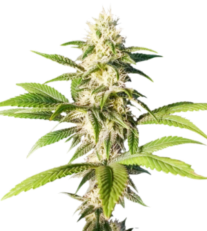 1729020533845.png 1729020533845.png