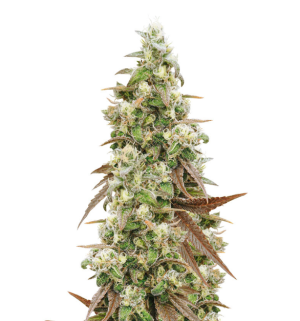 1729087011764.png 1729087011764.png