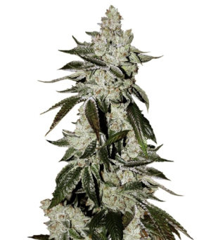 1729087078373.png 1729087078373.png