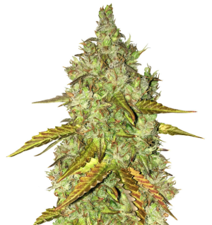 1729163513242.png 1729163513242.png