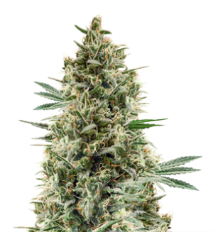 1729184351995.png 1729184351995.png