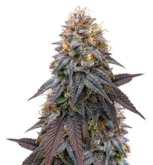 1729248537488.png 1729248537488.png