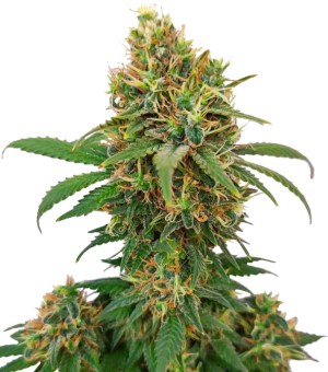 1729250548813.png 1729250548813.png