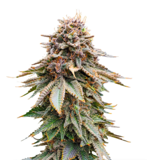 1729341071114.png 1729341071114.png