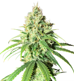 1729416924593.png 1729416924593.png