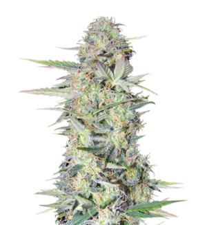 1729416928984.png 1729416928984.png