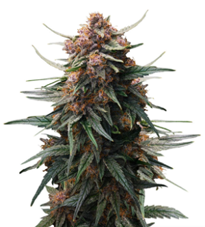 1729492309569.png 1729492309569.png