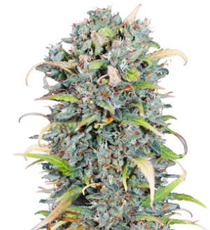 1729492313409.png 1729492313409.png