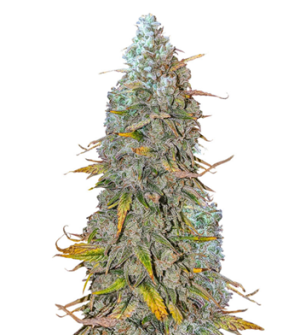 1729492316846.png 1729492316846.png