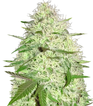 1729508990452.png 1729508990452.png