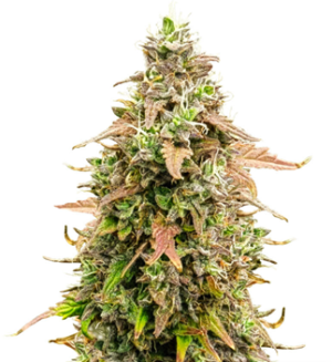 1729785263189.png 1729785263189.png