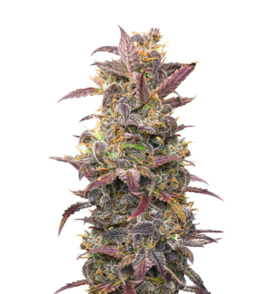 1729793584814.png 1729793584814.png