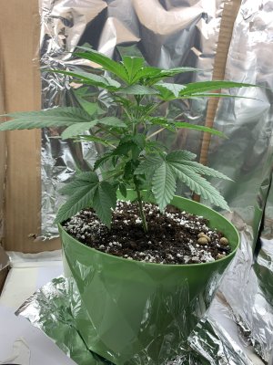 37C15EFD-B0EB-4253-B22C-F1AEF42BBECF.jpeg 37C15EFD-B0EB-4253-B22C-F1AEF42BBECF.jpeg