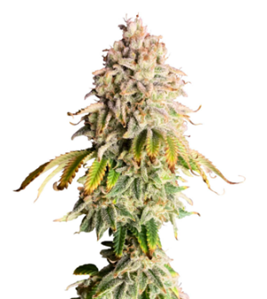 1730109402792.png 1730109402792.png