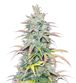 1730109406069.png 1730109406069.png