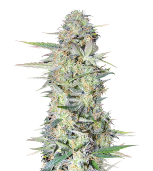 1730308474391.png 1730308474391.png