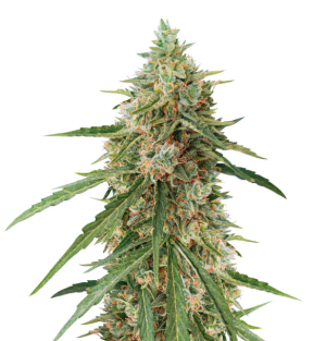 1730308541938.png 1730308541938.png