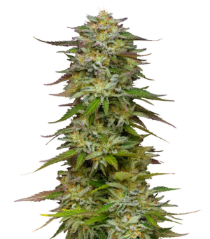 1730379151089.png 1730379151089.png